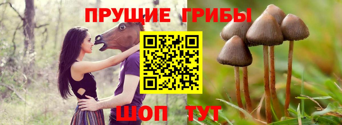 Сосновый Бор  Псилоцибиновые грибы Magic Shrooms  Вход с VPN 